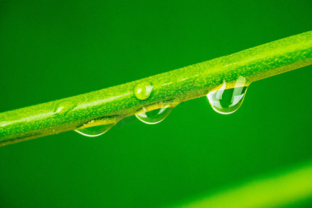 水珠白天叶径上的水珠室外绿色植物水珠摄影图配图