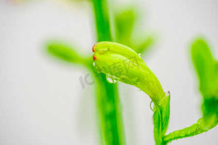 开春摄影照片_谷雨白天水滴雨滴叶径上的水珠室外谷雨摄影图配图