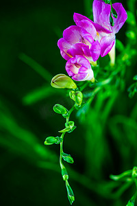 绿叶草摄影照片_小苍兰植物花朵摄影图配图
