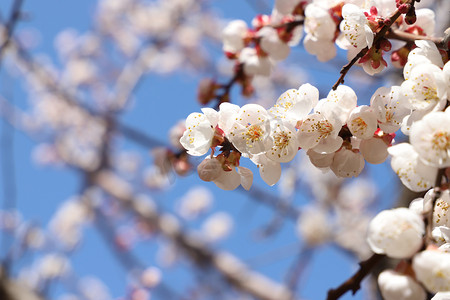 春天上午白色杏花花枝蓝天杏花林前景实后景虚摄影图配图