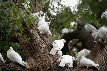 鸽子白天鸽子树拍摄摄影图配图