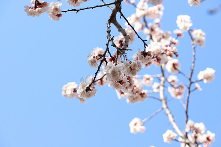 春天杏花上午白色杏花花朵杏花林远景摄影图配图