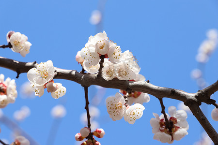 春天上午白色杏花蓝天杏花林仰拍近景摄影图配图