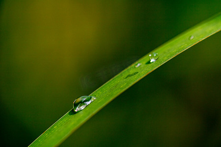 微距白天叶子上的水珠户外植物摄影图配图