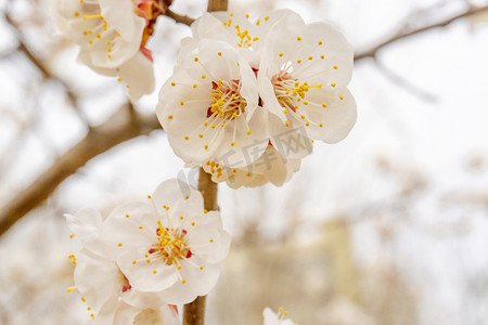 桃树摄影照片_春季自然风景植物桃树开花摄影图配图