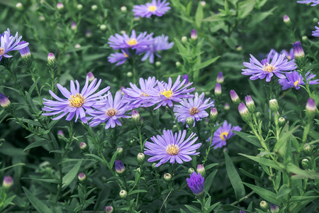 公园美丽花圃紫色小菊花摄影图配图