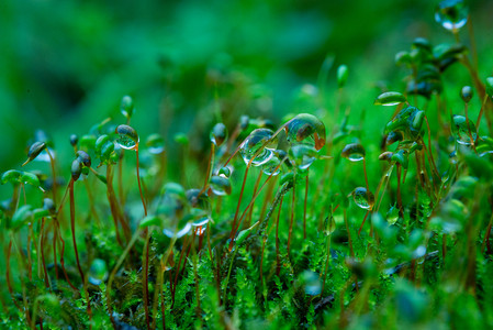 雨后的苔藓春天葫芦藓乡村草地挂满水珠摄影图配图