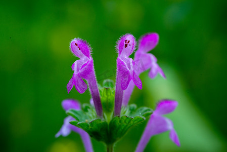 紫色小花盛开春天野草乡野开花摄影图配图