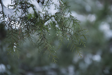 清明时节雨水柏树枝上水滴摄影图配图