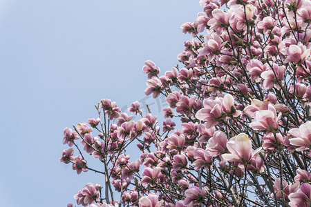 粉色玉兰花盛开自然风景摄影图配图