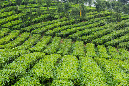 白天户外山坡上茂盛的茶园茶叶摄影图配图