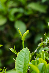 白天户外茶园茶叶在春天里·生长摄影图配图