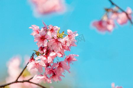 粉色樱花白天花朵公园赏花摄影图配图