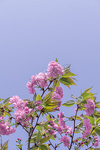 树粉色摄影照片_春季樱花中午花室外晴天无摄影图配图