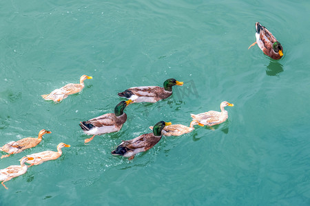 小朋友抱着小鸭子摄影照片_春天江面上鸭子游泳嘻戏摄影图配图