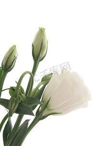植物花朵春天花白色纯白背景盛开摄影图配图
