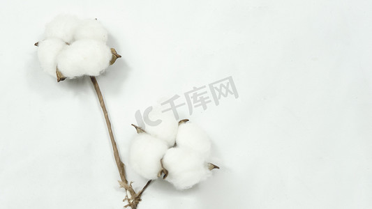 新疆棉花白天棉花朵朵室内静态摄影图配图