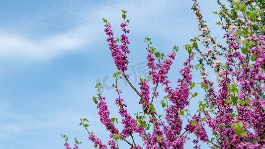 紫荆花儿开春天紫荆花枝头乡村开满紫色小花摄影图配图