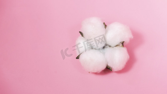 新疆棉花白天一朵棉花纯色背景静态摄影图配图