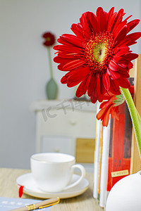 室内花卉摄影照片_红色非洲菊中午非洲菊室内静物摄影图配图