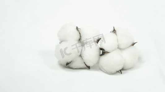 棉花白天两朵棉花纯色背景静态摄影图配图
