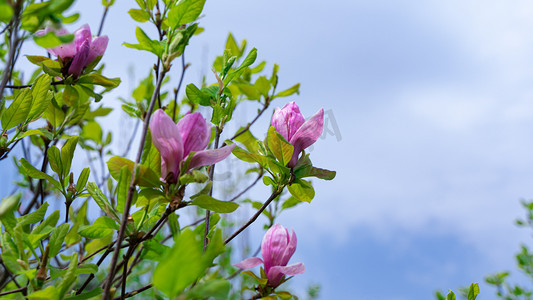 木兰树开花春天紫玉兰乡村盛开花朵摄影图配图