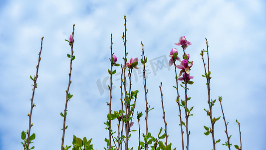 木兰花摄影照片_木兰花盛开春天紫玉兰乡村枝头开花摄影图配图