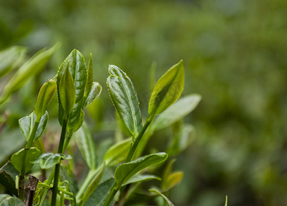 春天踏青春游摄影照片_白天户外春天的茶叶嫩苗在生长摄影图配图