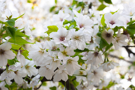 春天中午晴天樱花树樱花樱花园赏樱花摄影图配图