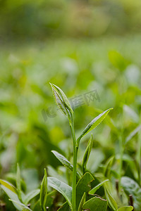 白天户外春天的茶叶在茶场里生长摄影图配图