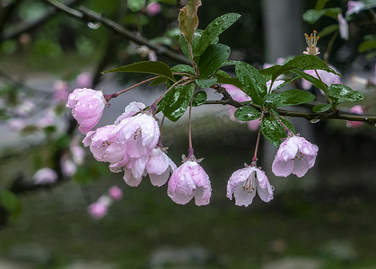 清明节主题摄影照片_下雨白天海棠花海棠春雨近景摄影图配图