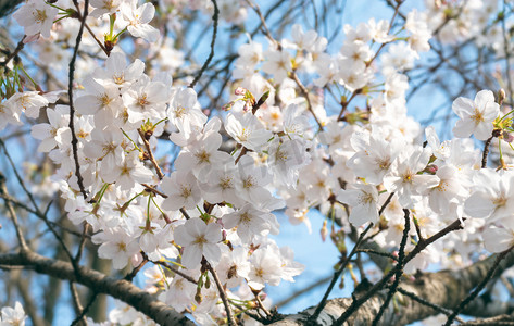春天晴朗下午樱花树樱花樱花洲看樱花摄影图配图