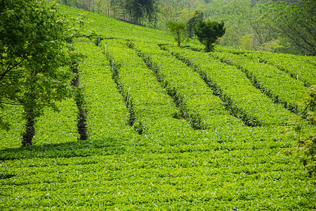 白天户外山上的茶园茶叶在茂盛生长摄影图配图