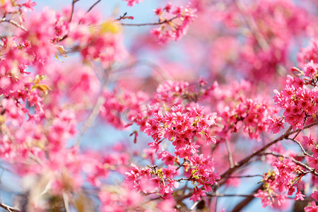 樱花春天粉色花公园开花赏花摄影图配图
