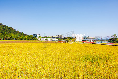 乡村金黄的稻田摄影