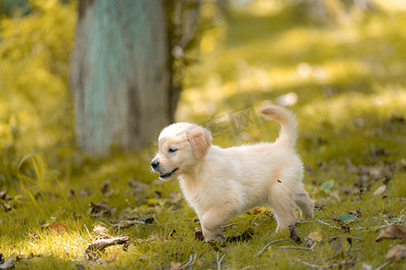 金毛幼犬宠物摄影图片