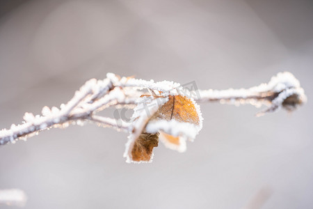 冬季果实摄影照片_冬季落在枯草果实上的晨霜