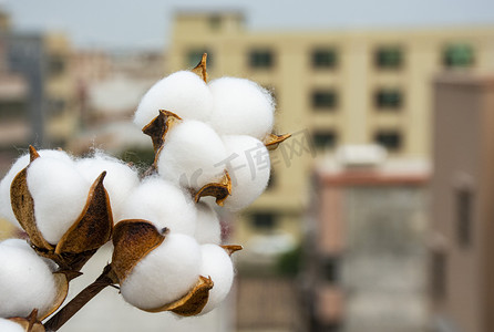 新疆棉花摄影照片_房屋背景棉花球花束下午棉花球花束室外静物摄影图配图