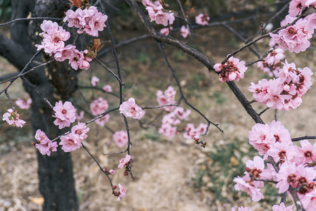 观赏植物春季花开桃树生长摄影图配图