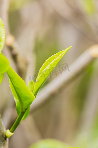 茶基地摄影照片_户外白天春天里的新鲜茶叶嫩苗在生长摄影图配图