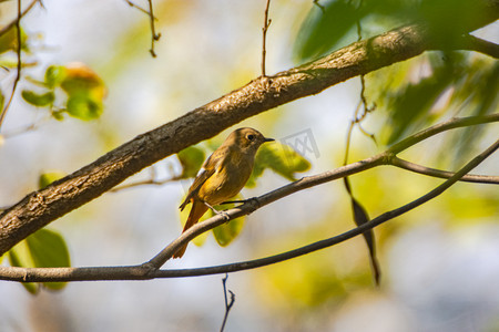 绿色清新小摄影照片_摄影树枝上的绣眉鸟