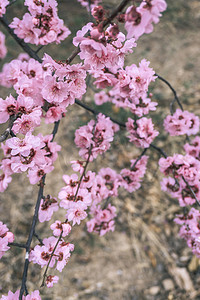 春季植物桃树花开生长摄影图配图