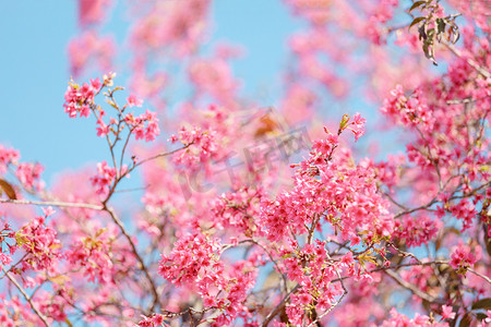 樱花春天公园花朵开花摄影图配图