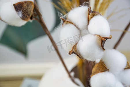 干花花束摄影照片_棉花球花束下午棉花球花束室内静物摄影图配图