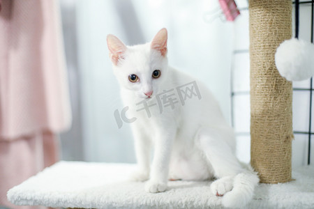 漂亮的小白猫