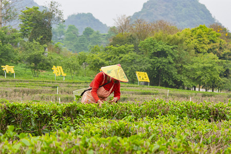 茶基地摄影照片_白天户外红衣女员工在茶园采茶摄影图配图