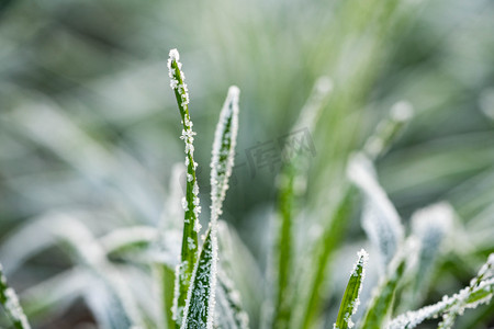 霜降花枝落霜