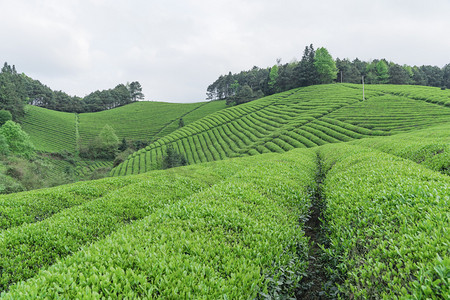 茶山户外中午茶园林户外无摄影图配图