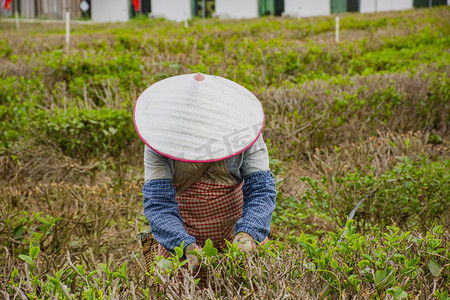 白天户外一个工人在茶叶基地采茶摄影图配图