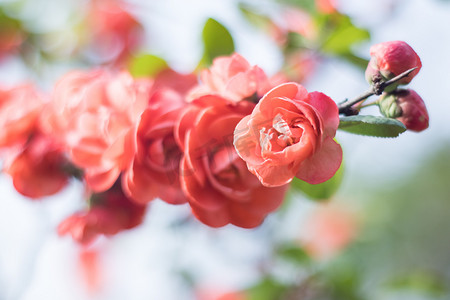 海棠春天花朵自然绽放摄影图配图